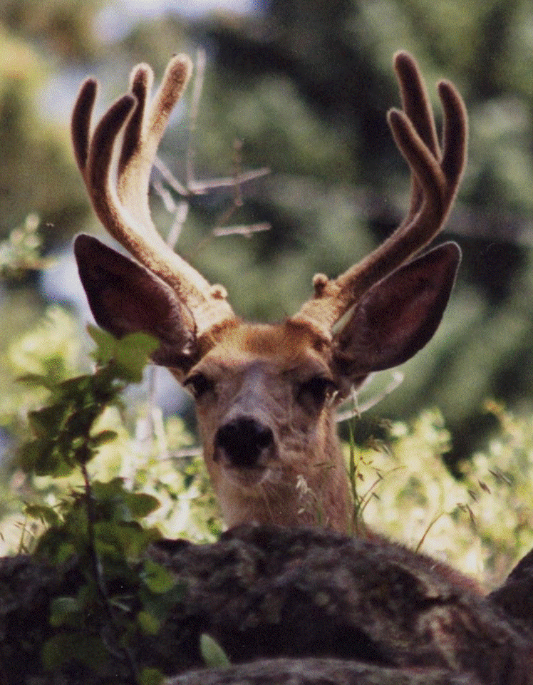Deer Buck Cropped